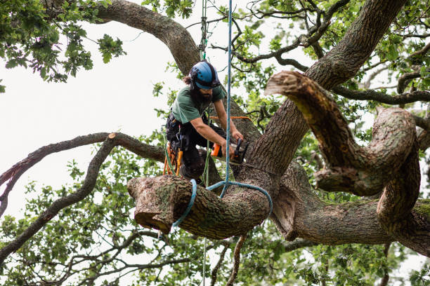 Tree and Shrub Care in Avon, IN